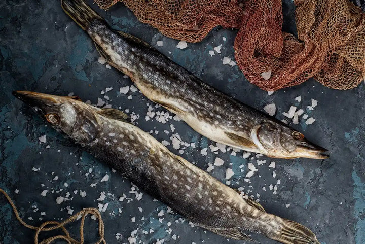 Hecht gesalzen, getrocknet, ausgenommen – Premium Fischgenuss aus Kasachstan | myRibka