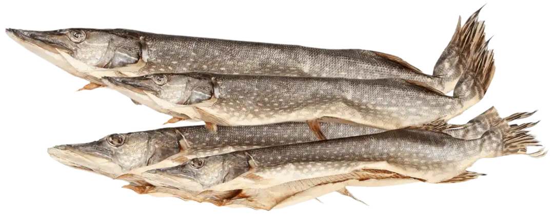 Hecht gesalzen, getrocknet, ausgenommen – Premium Fischgenuss aus Kasachstan | myRibka