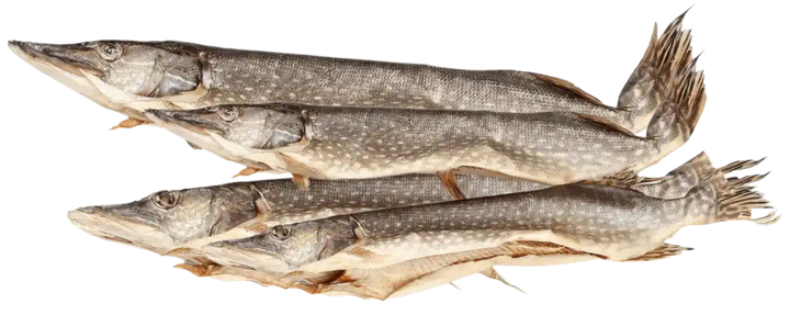 Hecht gesalzen, getrocknet, ausgenommen – Premium Fischgenuss aus Kasachstan | myRibka